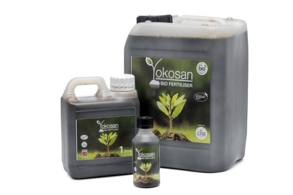 Yokosan, 1 Litre